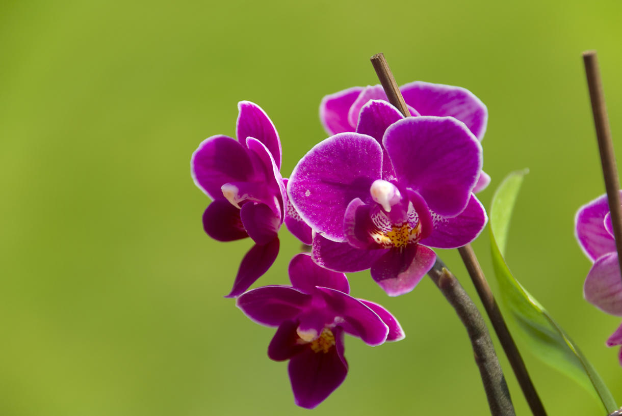 Orchidee Schnorr